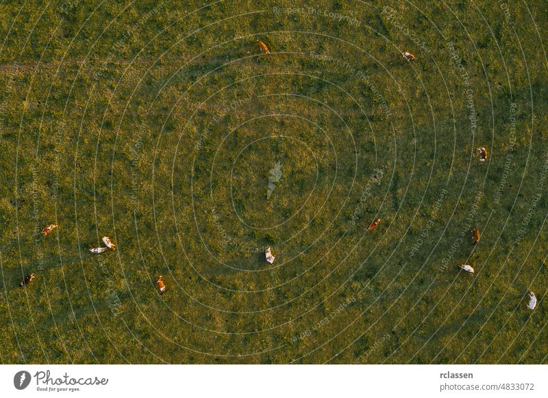 Luftaufnahme einer Kuhherde beim Grasen auf einer Weide, Drohnenaufnahme aus der Vogelperspektive Kühe Weidenutzung Dröhnen Viehbestand landwirtschaftlich