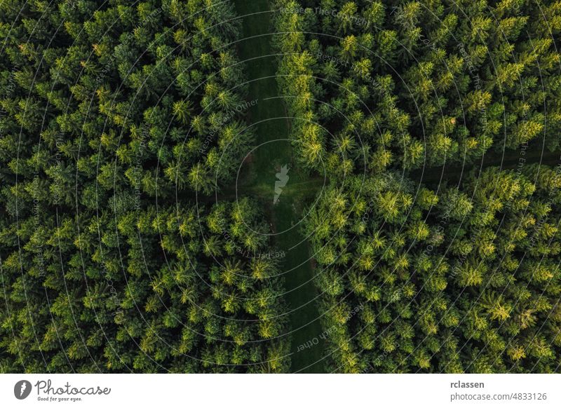 Luftaufnahme von Waldwegen, Deutschland. Foto aufgenommen mit Drohne Antenne Ansicht grün Dröhnen Holz flächenhaft Vogelauge fliegen durchkreuzen Landschaft