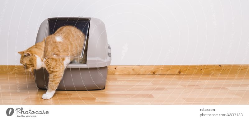 Tabby-Katze tritt nach dem Kacken oder Pinkeln aus dem Katzenklo, Bannergröße, Platz für Ihren individuellen Text. Abfall Kasten Sauberkeit Kiste Schürfen