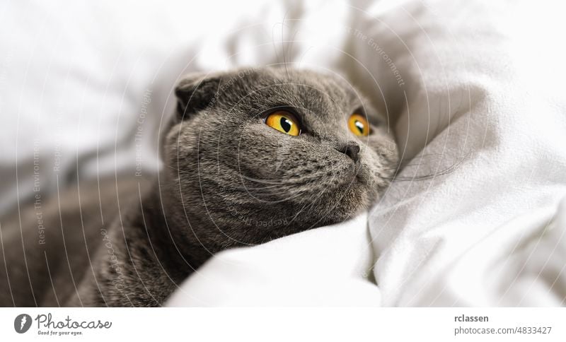 schläfrige Katze liegt auf der Bettdecke Haustier, schottische Faltkatze. Tagesdecke Schottisch Pferch Pfote Beteiligung Tier Transparente züchten Briten