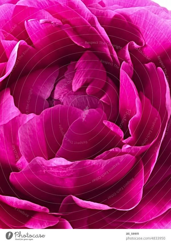 Pfingstrose in pink Blüte Blume frisch Farbe leuchtend Pflanze Natur schön Blühend natürlich Nahaufnahme Detailaufnahme zart ästhetisch Blütenblatt