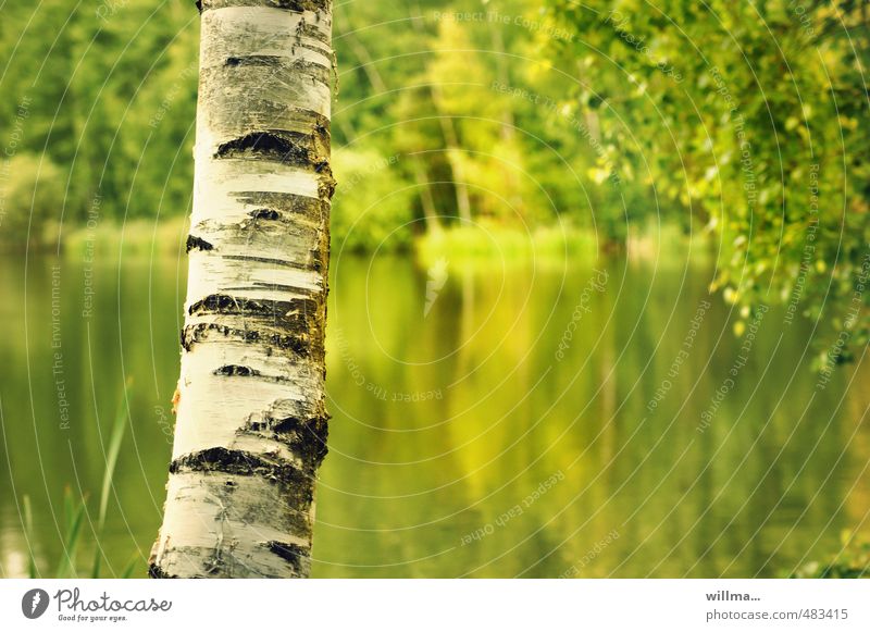 Birkenstamm mit See im Hintergrund Birkenrinde Baumstamm Teich gelb grün weiß Strukturen & Formen Natur Landschaft Pflanze Schönes Wetter sommerlich