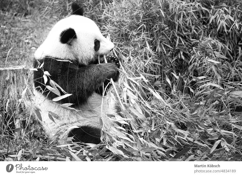 Großer Panda in Schwarz-Weiß, sitzend, Bambus fressend. Bedrohte Tierart. Riesenpanda Pandabär Bär Fell Essen Blätter entspannt Teddybär Natur Tierwelt