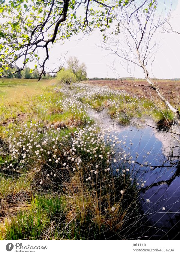 Im Moor Frühling Landschaft Naturschutzgebiet Naturerlebnis Moorlandschaft Moorwasser Birke Gräser Wollgras Fruchtstände Heide Wiesen Erholung Idylle Stille
