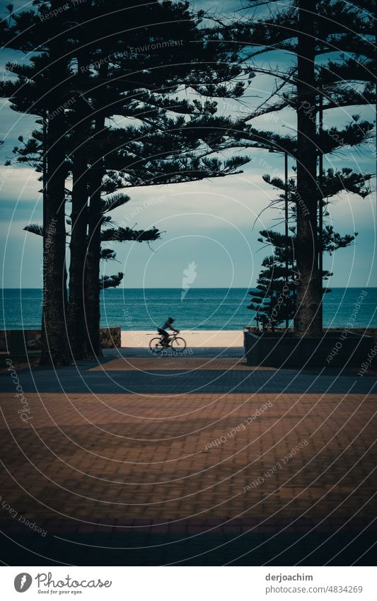 Ein Radfahrer fährt an Bäumen am Strand entlang, im Hintergrund schimmert das Blau des Ozeans. radfahren freiheit Erholung freizeit Landschaft Natur sportlich