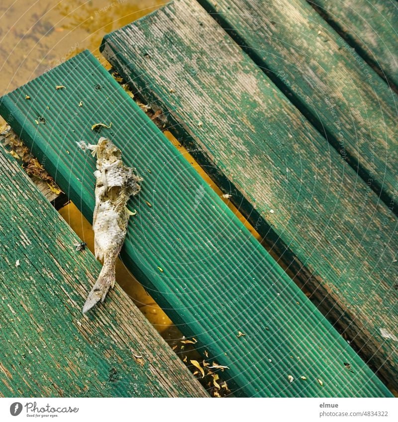 Ein verwesender Fisch liegt auf einem grünen Holzsteg über dem Wasser Steg See Gräten Ufer Seeufer angeln Was kostet der Fisch? Freizeit & Hobby tot totes Tier