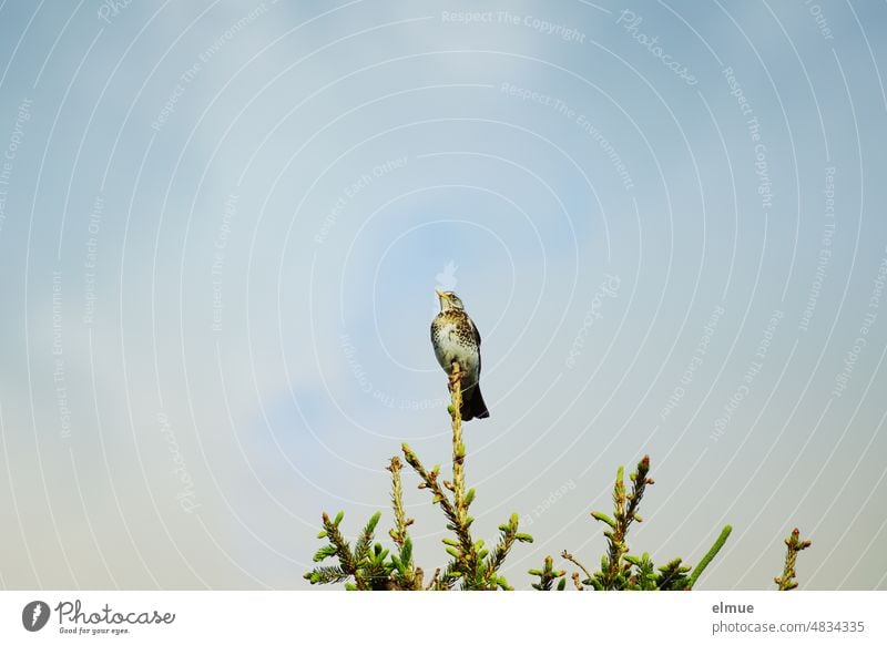 Eine Wacholderdrossel sitzt auf dem obersten Ast einer Fichte vor blauem Himmel Drossel Vogel blauer Himmel Sperlingsvogel Krammetsvogel singen Vogelstimme