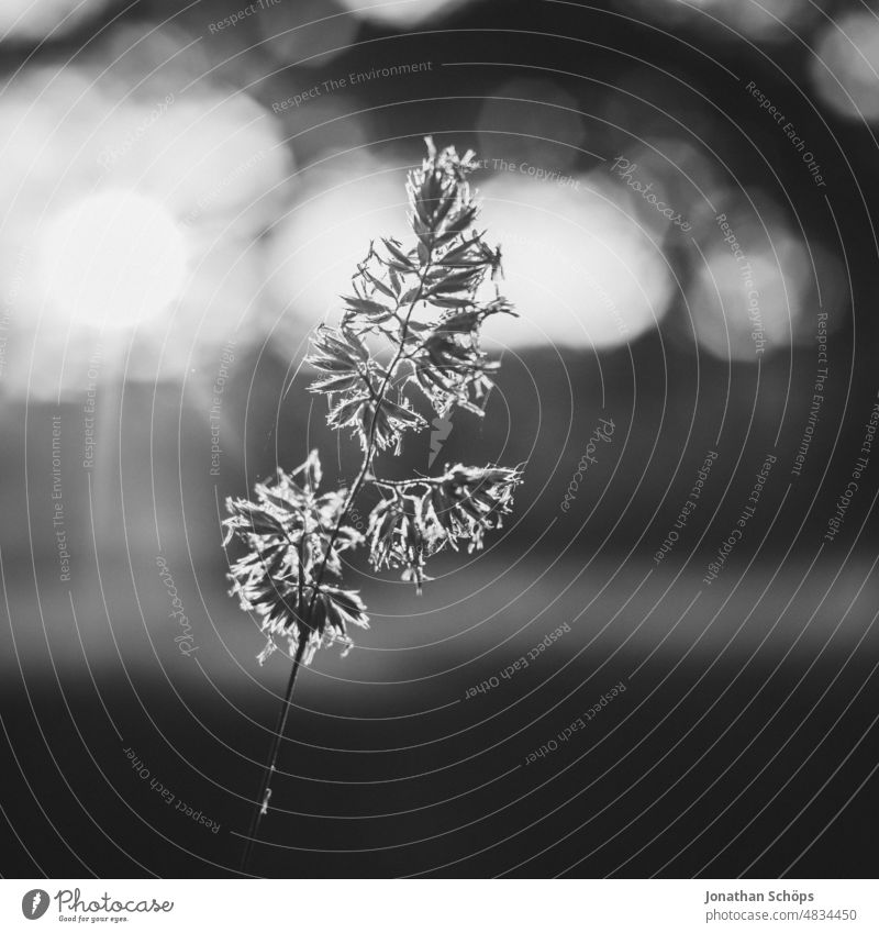 Pflanze im Gegenlicht Nahaufnahme schwarzweiß Natur schön ruhig Ruhe Außenaufnahme Menschenleer Schwarzweißfoto Blüte Licht Stille Detailaufnahme