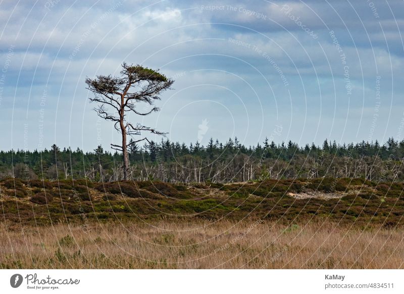 Ein einzelner Baum in der kargen Dünenlandschaft im Nationalpark Thy in Jütland, Dänemark Landschaft ländlich Natur natürlich Skandinavien menschenleer einsam