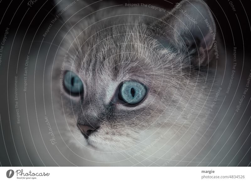 Eine Rasse - Katze mit wunderschönen Augen katzenhaft Fell Haustiere Rassekatze Langhaarige Katze Porträt fellig Fellfarbe kuschlig beobachten Nase Tier blau