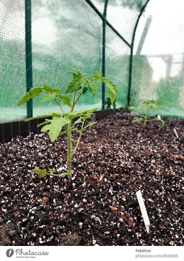 Wachse Tomatenpflanze, wachse! Werde groß und kräftig in meinem Gewächshaus! Pflanze grün Natur Farbfoto Wachstum Gemüse Garten frisch Erde Boden wachsen braun