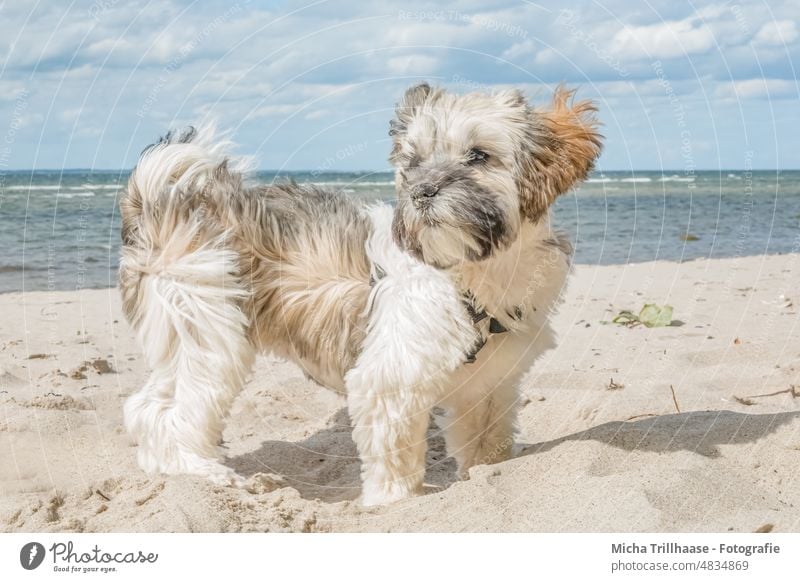 Junger Havaneser am Strand Hund Welpe Kopf Gesicht Augen Ohren Nase Beine Fell Schnauze Meer Sand Wind wehen Haustier Tier niedlich Tierporträt Rassehund Blick