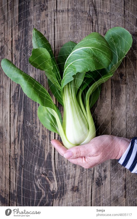 Weibliche Hand mit einem frischen Pak Choi auf einem Holztisch roh Blatt Gemüse grün Lebensmittel organisch natürlich Vegetarische Ernährung China reif Tisch