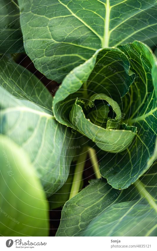 Nahaufnahme von einem grünen Kohl kraut frisch Blatt Gemüse Pflanze Bioprodukte Farbfoto Nutzpflanze Vegetarische Ernährung Lebensmittel Gesundheit