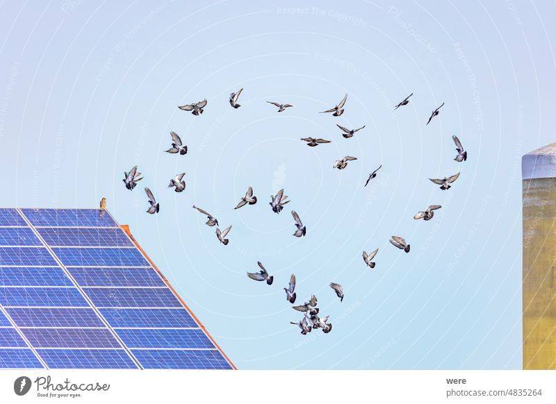 Vogelschwarm, der ein Herz vor einer Fotovoltaikanlage bildet Himmel fliegen Vögel Flug Natur Fliege Schwarm blau Tier Tierwelt Gänse Migration Wolken