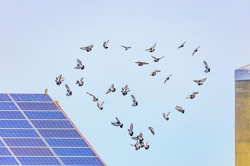 Vogelschwarm, der ein Herz vor einer Fotovoltaikanlage bildet Himmel fliegen Vögel Flug Natur Fliege Schwarm blau Tier Tierwelt Gänse Migration Wolken