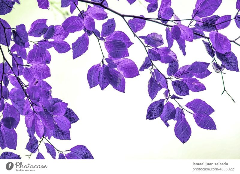 lila Baumblätter in der Natur Niederlassungen Blätter Blatt purpur violetter Hintergrund natürlich Laubwerk texturiert Schönheit Zerbrechlichkeit Frische