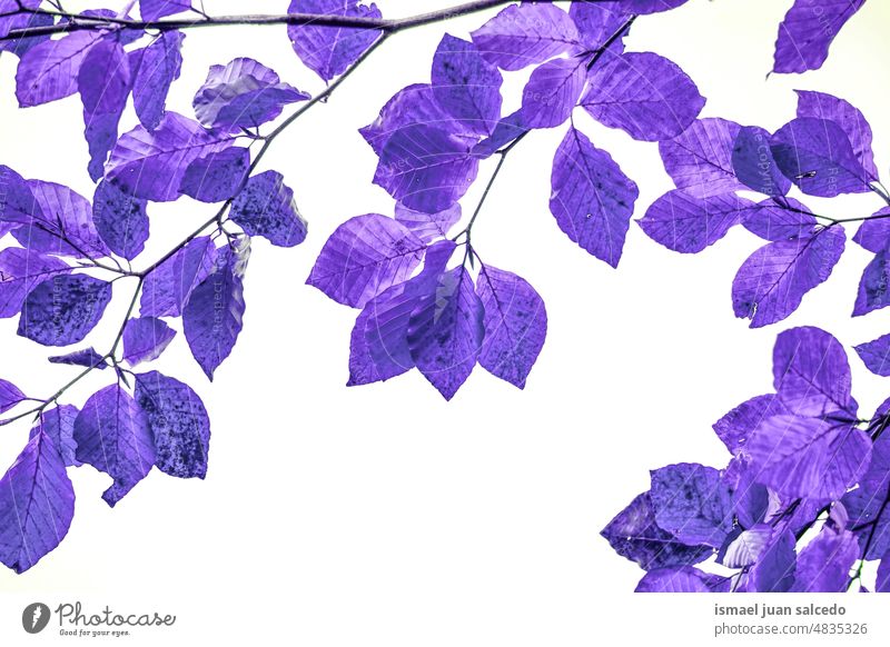 lila Baum Blätter abstrakten Hintergrund Niederlassungen Blatt purpur violetter Hintergrund Natur natürlich Laubwerk texturiert Schönheit Zerbrechlichkeit