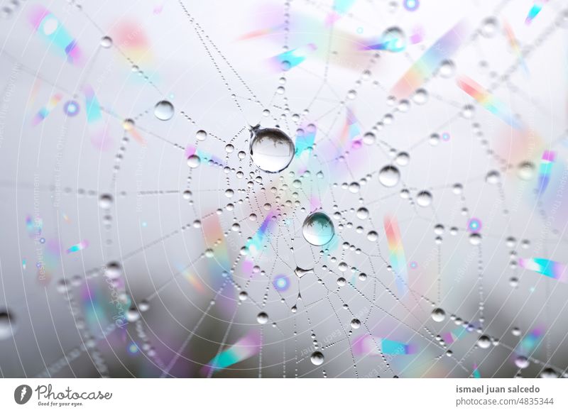 Tropfen auf dem Spinnennetz in der Regenzeit im Frühling Netz Natur Regentropfen Tröpfchen regnerisch hell glänzend im Freien abstrakt texturiert Hintergrund