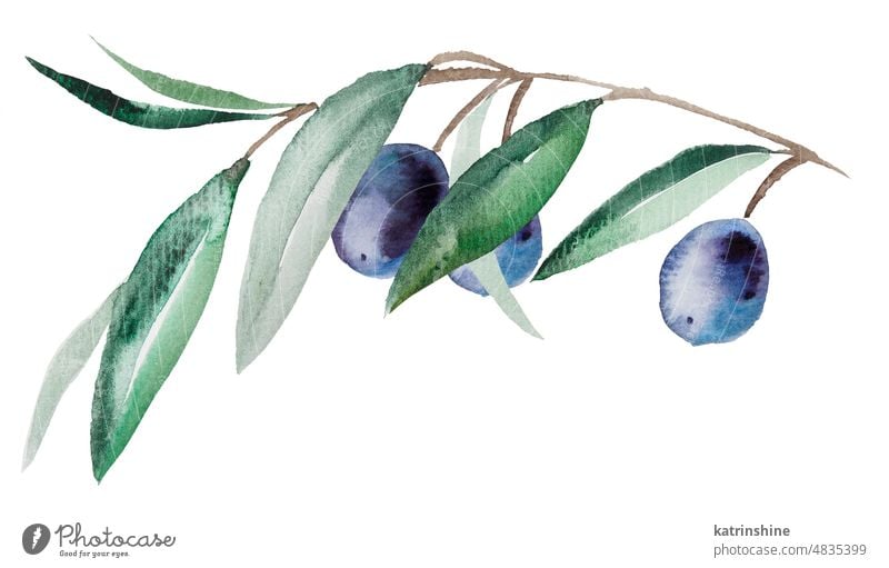 Aquarell Olivenzweig mit blauen Früchten und grünen Blättern Illustration botanisch Dekoration & Verzierung Element Laubwerk handgezeichnet Feiertag vereinzelt