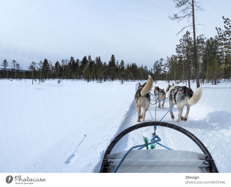 Husky-Schlittenfahrt in lappländischer Landschaft Schnee Winter Hund Finnland Lappland Tier Natur Rodeln kalt Wald polar Rennen laufen Kabelbaum Norden aktiv