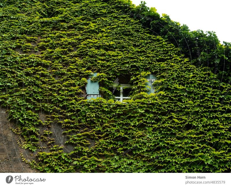 Dornröschen Fenster begrünt Versteck Fassade Natur bewachsen Haus Ranke Kletterpflanzen Wachstum Urban gardening Pflanze