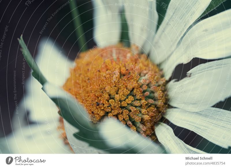 Langsam verblühende Margerite Blume langsames Ende Natur Pflanze Blüte Vergänglichkeit Traurigkeit Farbfoto Nahaufnahme Tod welk Makroaufnahme