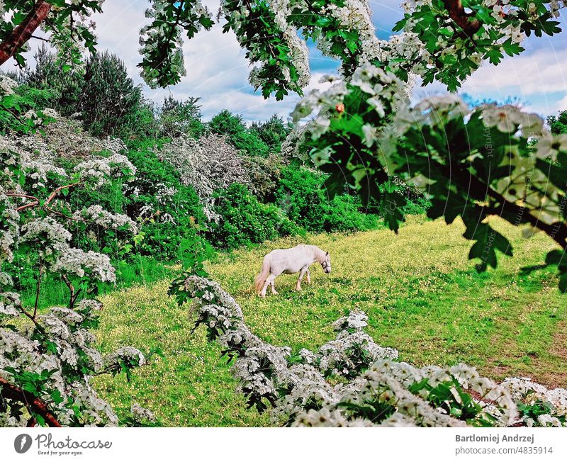 Weißes Pferd Frühlingsblüte Schönes Pferd Pferd frisst Gras