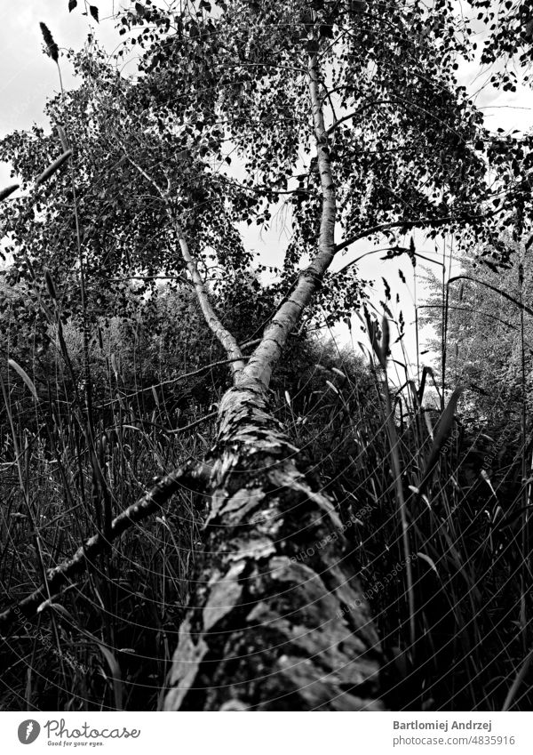 umgestürzte Birke Moorbirke (Betula pumila) Flussbirke (Betula nigra) Silberne Birke (Betula pendula Kirschbirke (Betula lenta) umgestürzter Baum