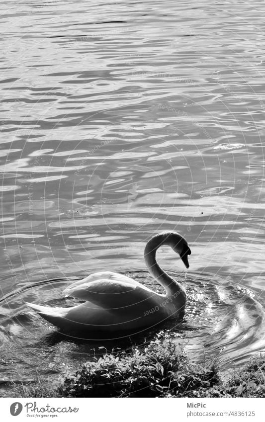 Schwan in schwarz weiß auf dem See Wasser Tier Außenaufnahme Vogel Natur Im Wasser treiben Stolz elegant schön Reflexion & Spiegelung Schönheit Eleganz