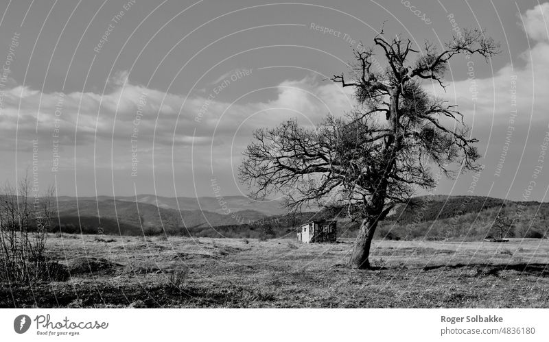 Der alte Baum und die Hütte in den Bergen Herbst Laubbäume schwarz auf weiß Schatten Kontrast Silhouette Natur alter Baum Landschaft Berge u. Gebirge Horizont