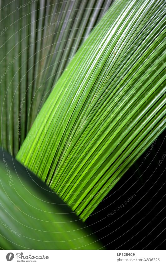 CR VIII. Costaricanische Strukturen Blätter Blatt Palme Natur Streifen grün Grünpflanze Costa Rica Umwelt Umweltschutz Pflanze Linie Lebensraum
