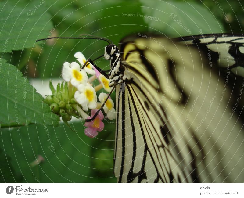 Schmetterling beim Frühstück Blume Pflanze grün schwarz weiß lecker Nahaufnahme Tier Insekt Makroaufnahme fliegen fly eat Ernährung animal