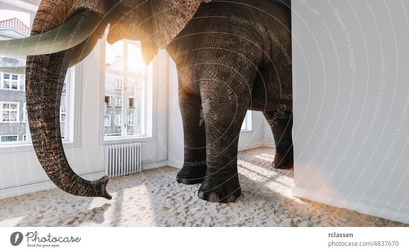 Großer Elefant im kleinen Raum mit Sandboden als lustiges Raumproblem Konzeptbild Appartement Büro Architektur heimwärts groß Gebäude Humor Suche eng Wand