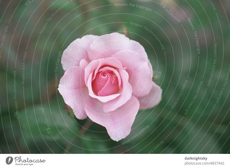 Rosa rote Rose in voller Blüte mit weichem, hellem, grünem Hintergrund rosales Natur Duft schön Farbfoto Außenaufnahme Romantik Pflanze Blume Valentinstag Liebe
