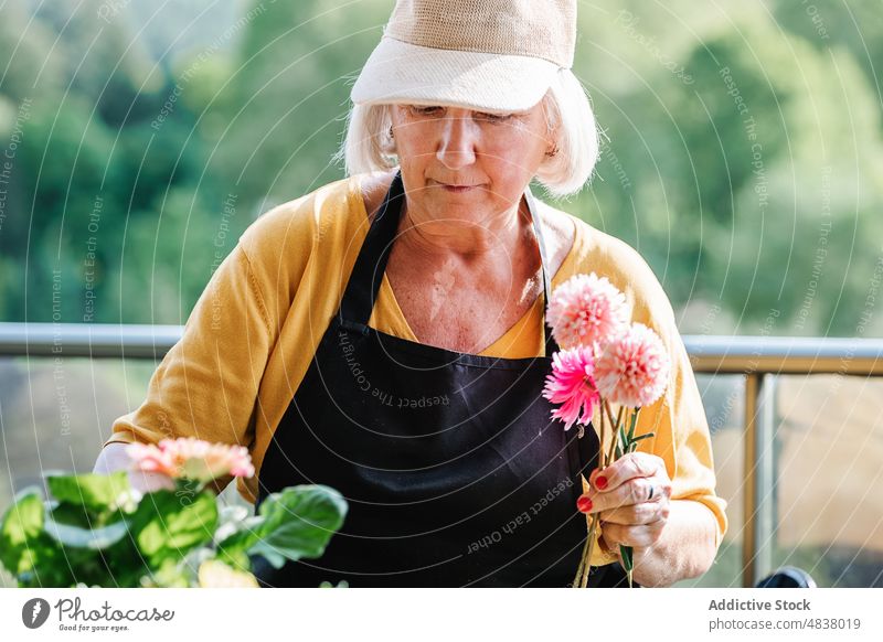 Ältere Frau, die sich um Blumen im Topf kümmert älter Pflanze Blütezeit geblümt Arbeit Lächeln Gärtner Pflege frisch Blumenhändler Senior heiter kultivieren