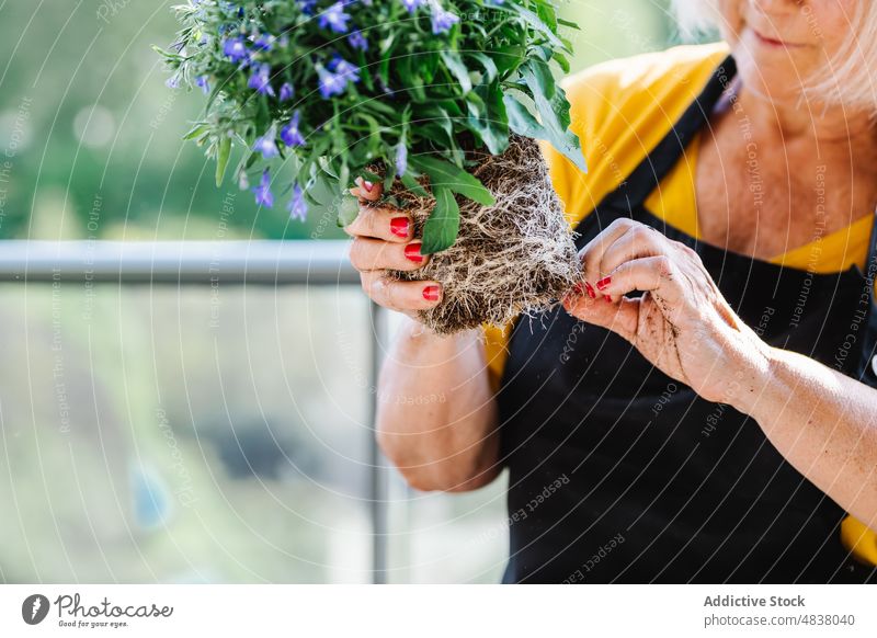 Frau pflanzt Setzling im Topf Boden Pflanze Gartenbau Gärtner Blume natürlich Hobby Pflege Tisch vorbereiten Arbeit Senior kultivieren geblümt Ernte Prozess