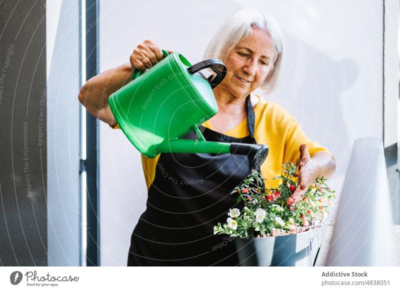 Ältere Frau beim Gießen einer Topfblume Gießkanne Pflanze Wasser Senior Gärtner älter Blume kultivieren abschließen Pflege Gartenbau frisch Blütezeit Ackerbau