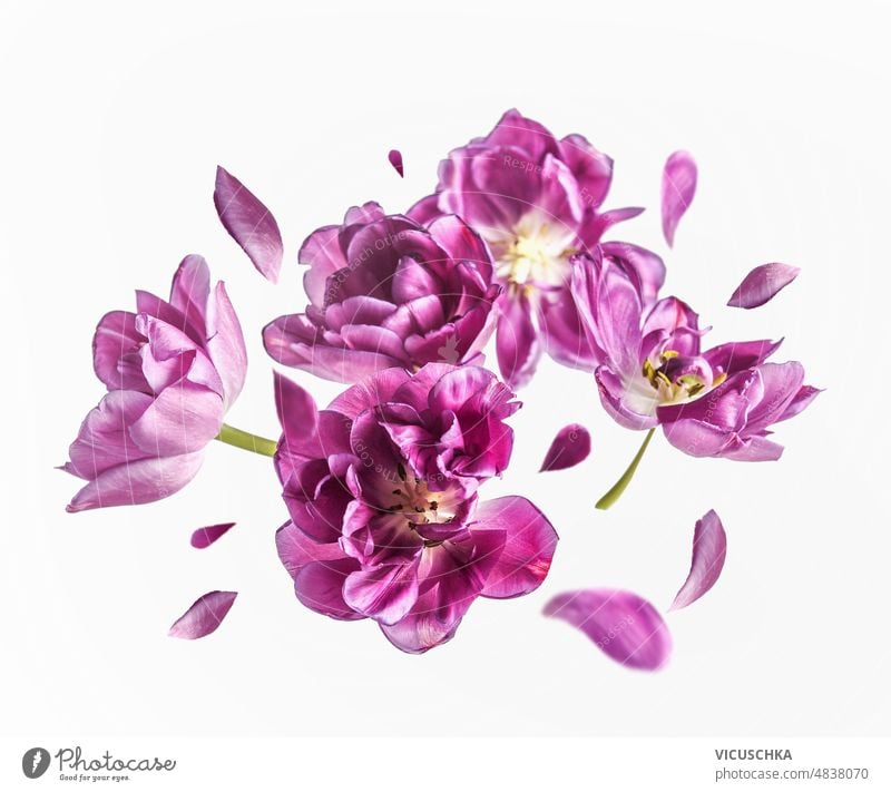 Fliegende lila Tulpenblüten und Blütenblätter auf weißem Hintergrund. fliegen purpur Blumen Levitation blüht weißer Hintergrund Konzept Frühling Vorderansicht