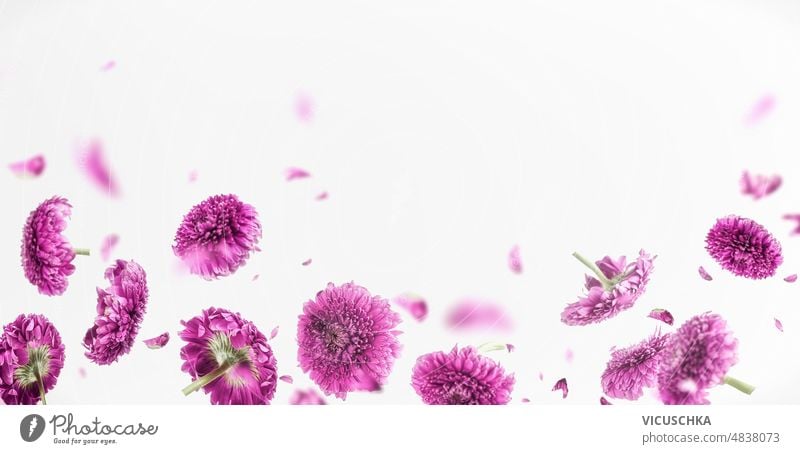 Umrandung mit fliegenden lila Blumen und Blütenblättern auf weißem Hintergrund. Borte purpur weißer Hintergrund geblümt Sommer Frühling schön schwebend