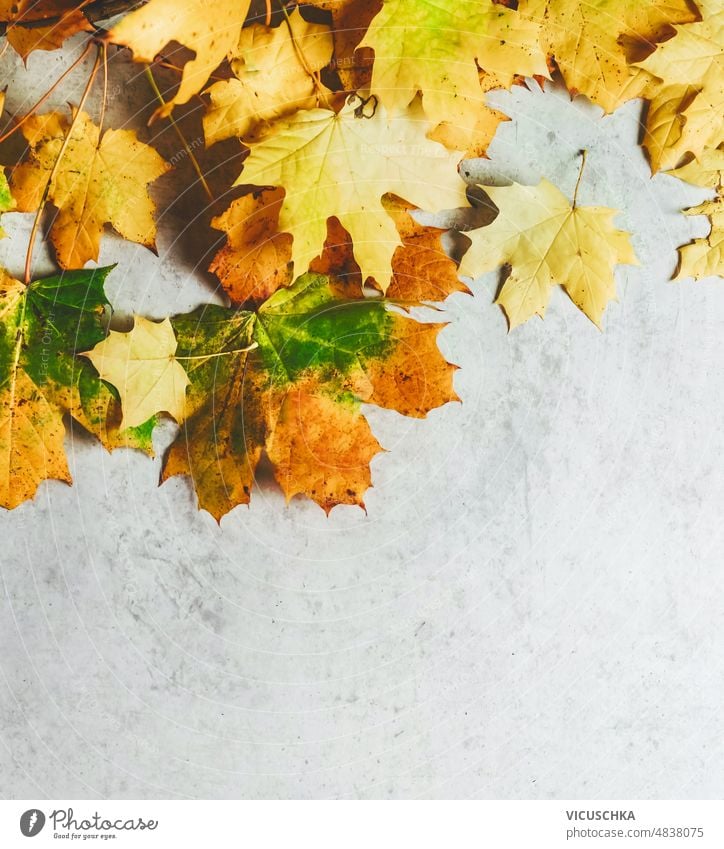 Herbstlicher Hintergrund mit gelben Ahornblättern auf grauem Hintergrund. saisonbedingt Draufsicht Textfreiraum hell Farbe Rahmen Herbstlaub braun Beton fallen