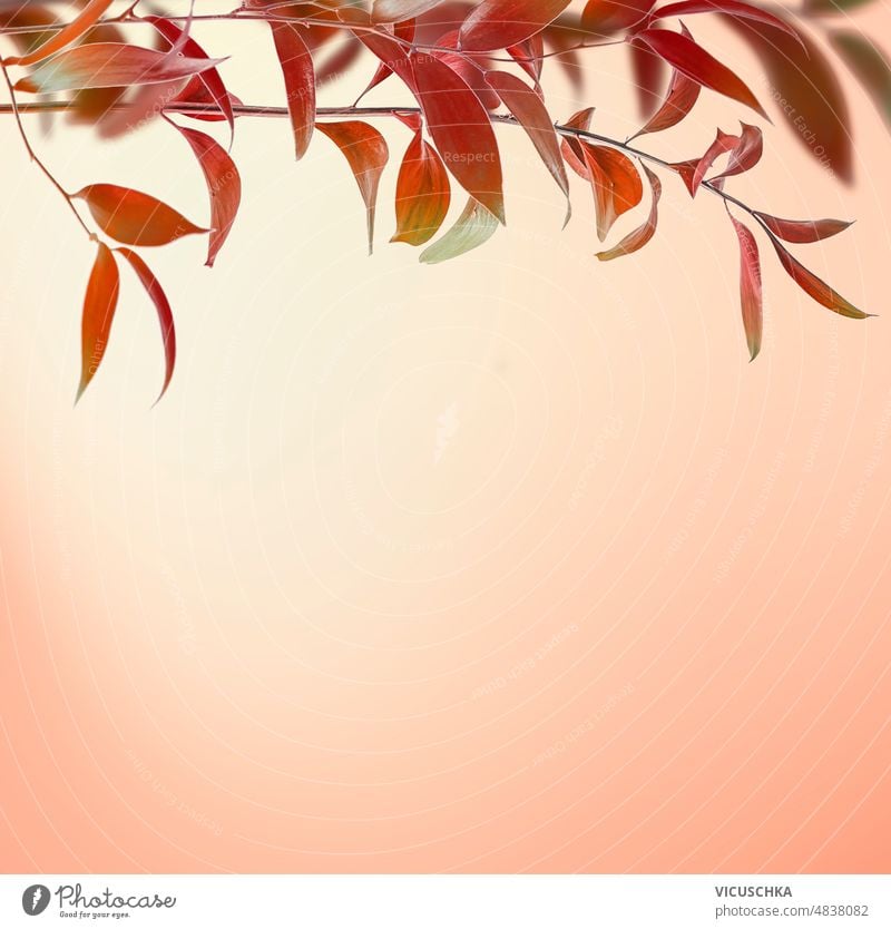 Herbst Natur Grenze mit roten Blättern Zweig bei Sonnenuntergang Hintergrund. Borte Ast Draufsicht Textfreiraum Design abstrakt natürlich schön Laubwerk Farbe