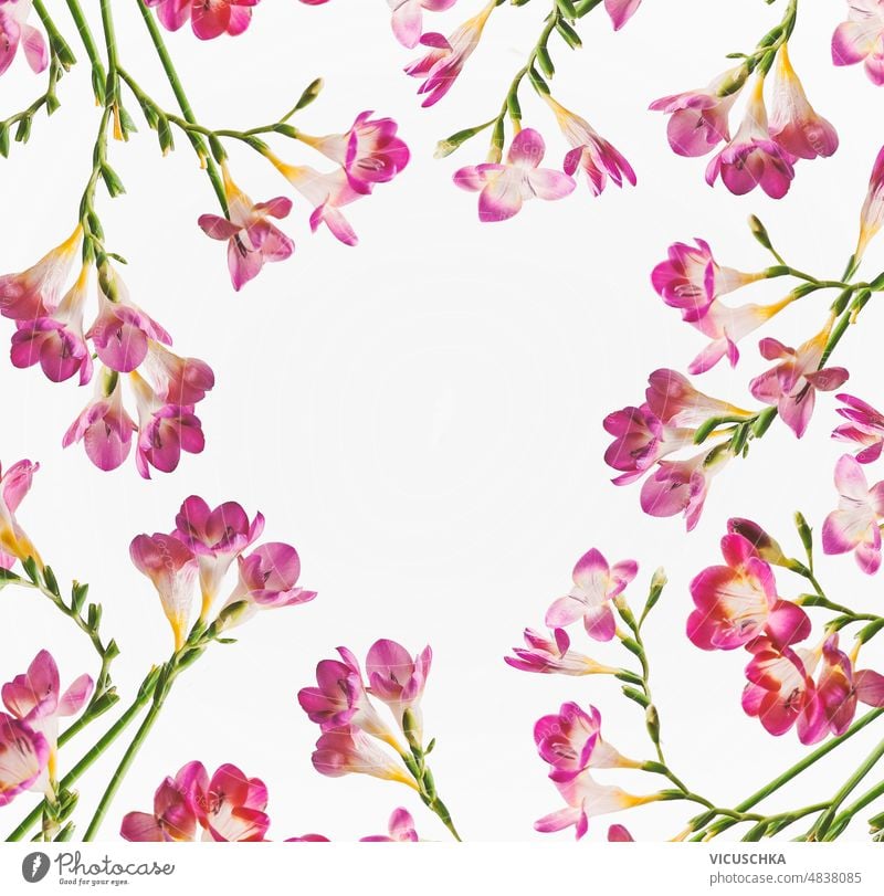 Blumenrahmen mit lila Blütenblättern und grünen gebogenen Stielen auf weißem Hintergrund. Rahmen purpur gekrümmt Stängel weißer Hintergrund florale Kulisse