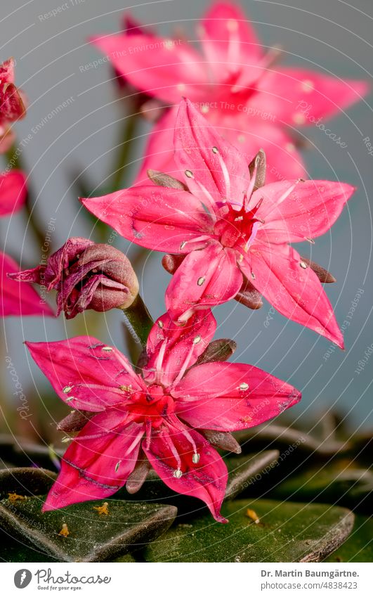 Graptopetalum bellum (Tacitus bellus) aus Mexiko Blüte Blüten Blütenstand rot Sukkulente sukkulent aus Chihuahua Dickblattgewächse Crassulaceae kein Kaktus