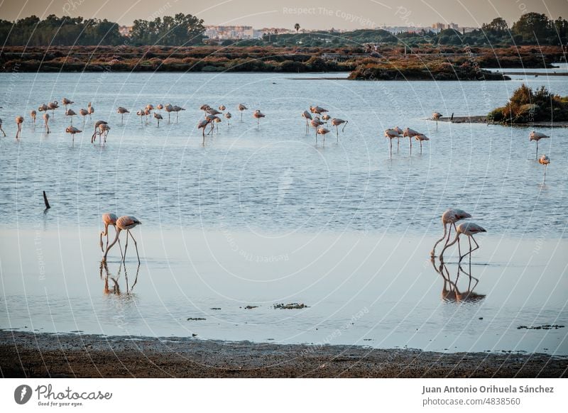 Eine Gruppe von Flamingos in den Gewässern der Saline Carboneros in Chiclana de la Frontera, Cádiz, Andalusien, Spanien Sümpfe Salzsümpfe
