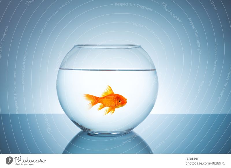 wütender Goldfisch in einem Fischglas Aquarium Carassius auratus Fishbowl Flosse Glas gold Goldfischglas Haustier Kiemen Krug orange schwimmen