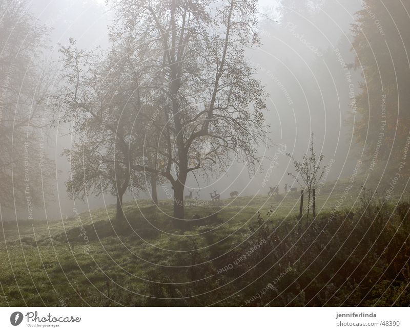 Rehe im Nebel Waldlichtung Herbst Wildtier