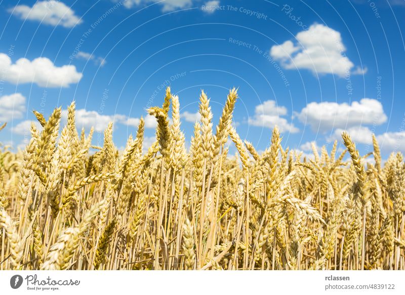 Maisfeld Landwirtschaft mit blauem wolkigen Himmel im Sommer landwirtschaftlich Ackerbau Gerste Brot Zerealien Wolken Kerne Kornfeld Ernte Ohr Erde Wirtschaft