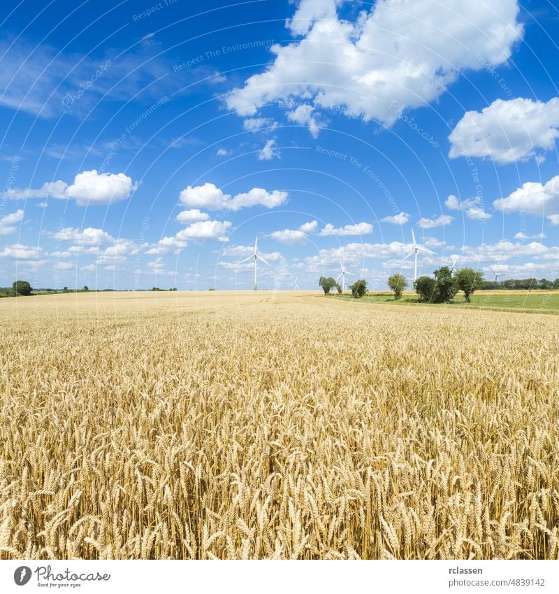 Maisfeld im Sommer mit blauem, bewölktem Himmel und Windkraftanlage im Hintergrund landwirtschaftlich Ackerbau alternativ Gerste Brot Zerealien Wolken wolkig