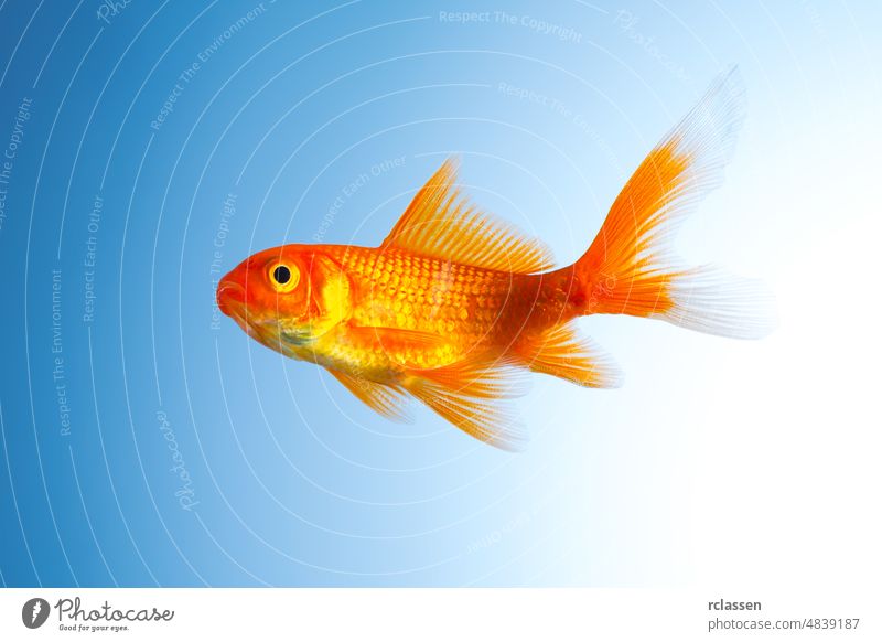 Goldfisch (Carassius auratus) Tier Wasser Fisch Bewegung Viecher Reinheit gold schwimmen unter Wasser Haustier Karpfen tropisch Wirbeltier orange Kiemen Flosse